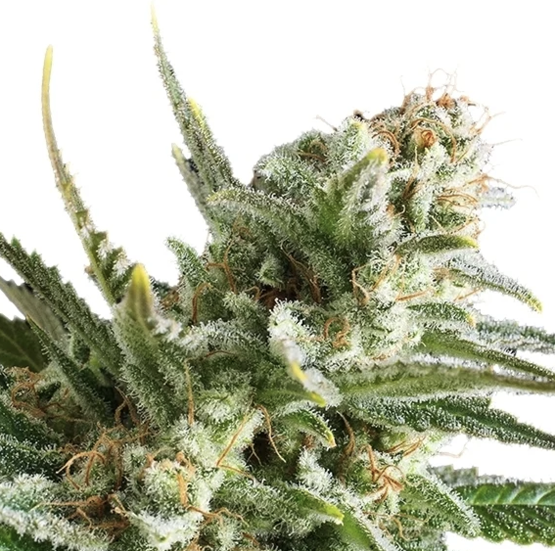 Amnesia Haze 3 Semillas RQS