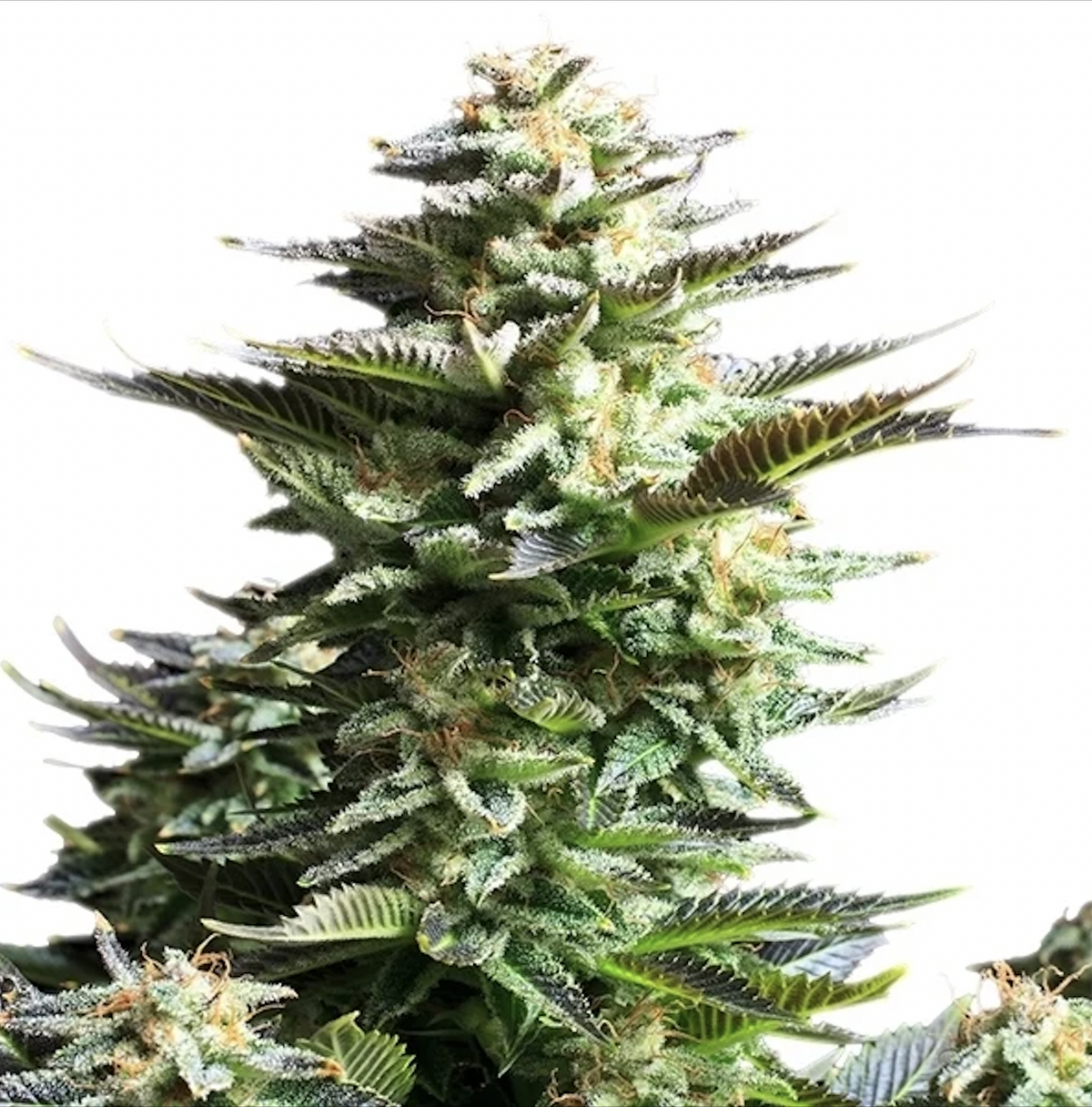 Amnesia Haze 3 Semillas RQS
