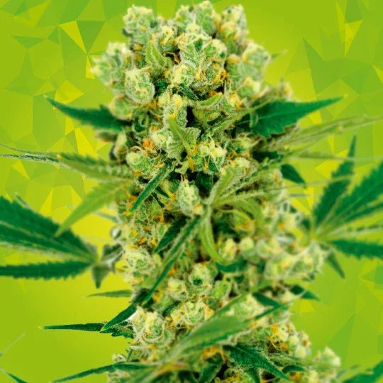 Cogollo de planta Amnesia Haze Auto con hojas verdes y fondo geométrico amarillo verdoso.