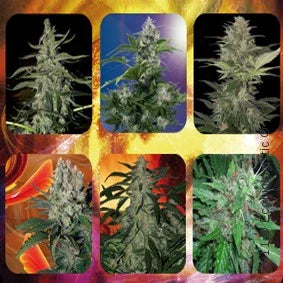 Variedad de plantas autoflorecientes en diferentes etapas, fondo colorido y semillas visibles.