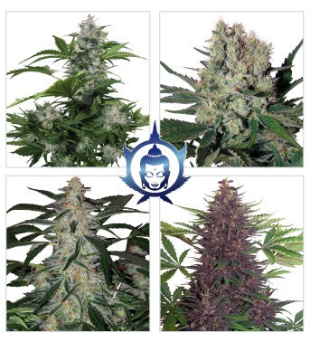 Assorted Auto 10 Semillas Buddha Seeds