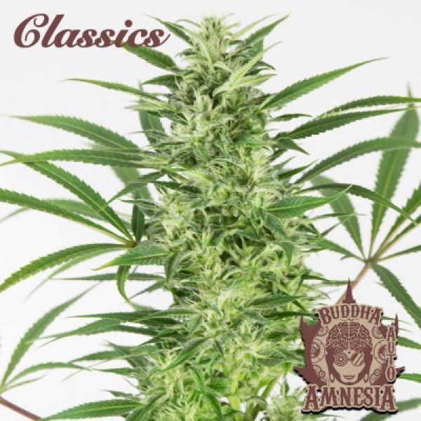 Auto Amnesia 3 Semillas Buddha Classics