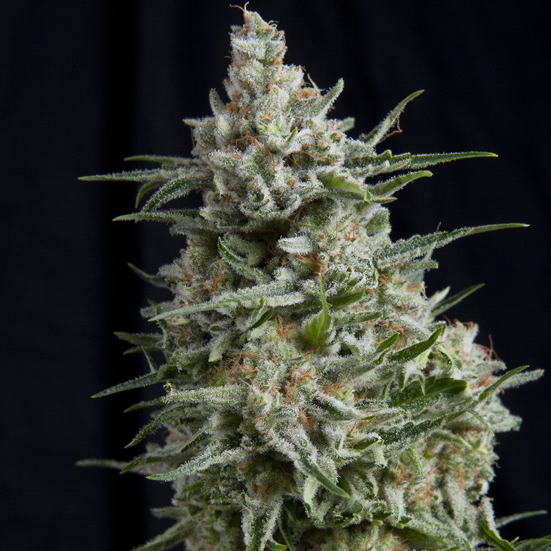 Auto Anesthesia 3 + 1 Semilla Pyramid Seeds