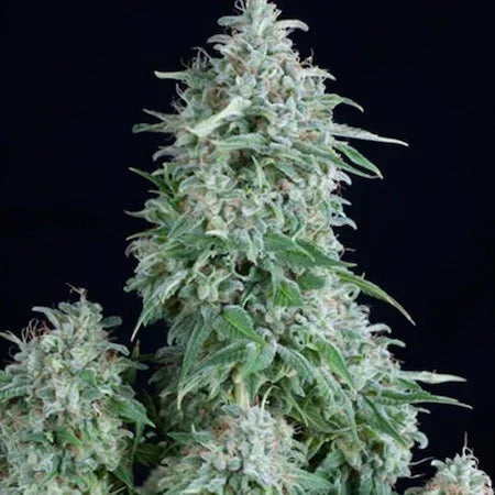 Planta de cannabis autofloreciente con cogollos densos y resinosos sobre fondo negro.