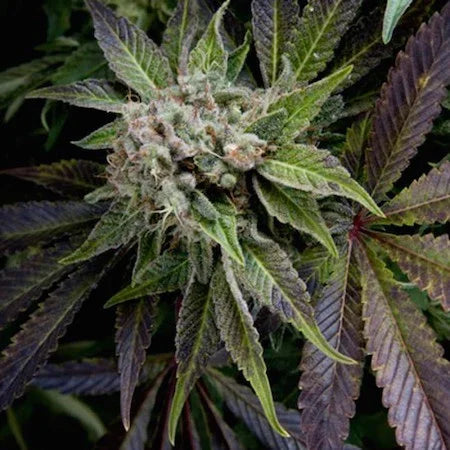 Planta autofloreciente con hojas verdes y púrpuras y cogollo resinoso en fase de floración