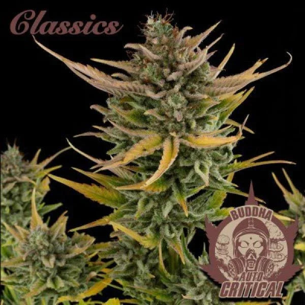 Planta de cannabis autofloreciente en floración, variedad auto critical, fondo negro