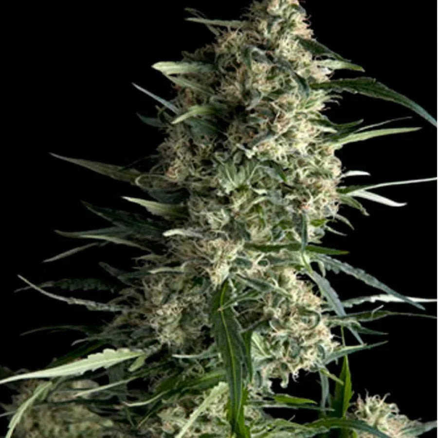 Planta de cannabis autofloreciente con cogollos densos y tricomas, fondo negro.