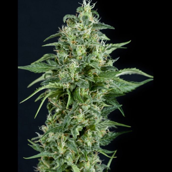 Auto Kryptonite 3 + 1 Semilla Pyramid Seeds