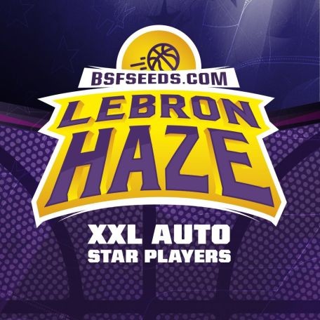 Auto Lebron Haze XXL 4 semillas BSF Seeds