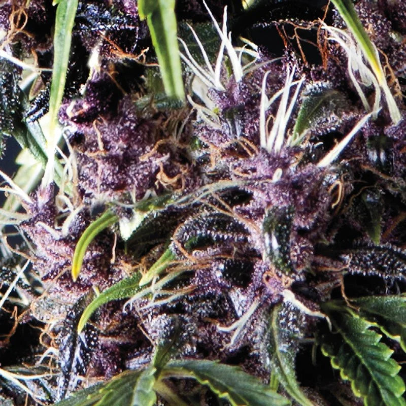 Cogollo morado resinoso con pistilos blancos y hojas verdes, semilla autofloreciente.