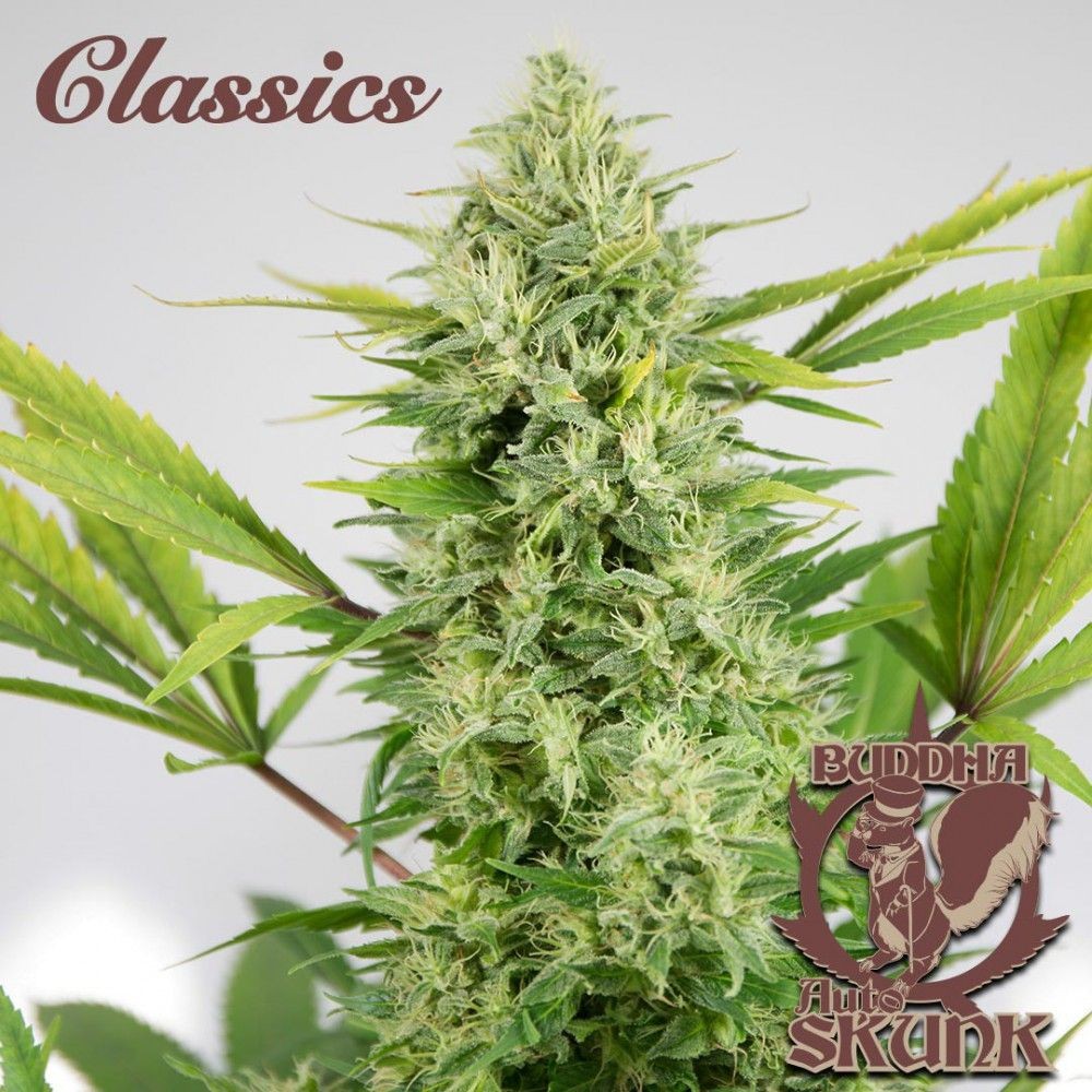 Auto Skunk 3 Semillas Buddha Classics