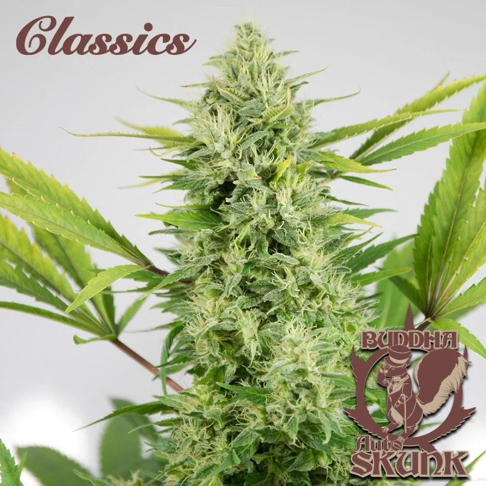 Planta de cannabis autofloreciente Skunk con cogollo grande y hojas verdes