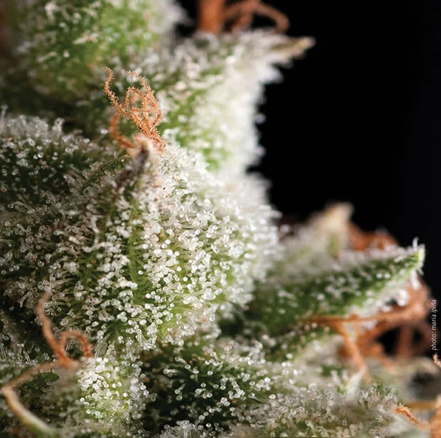 Primer plano de cogollo verde con tricomas y pistilos naranjas, cultivo indoor