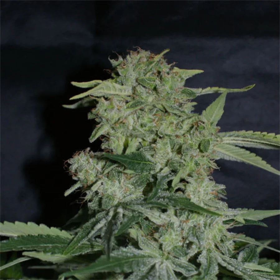 Planta con cogollos densos y hojas verdes, ideal para cultivo indoor de semillas automáticas.