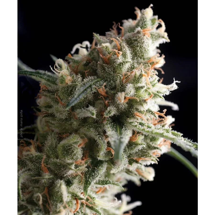 Cogollo de planta resinosa con tricomas y pistilos naranjas, fondo negro, cultivo indoor
