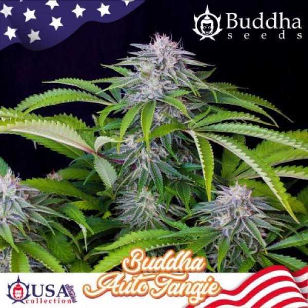 Auto Tangie 3 Semillas Buddha USA Collection