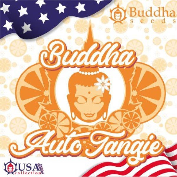 Auto Tangie 3 Semillas Buddha USA Collection