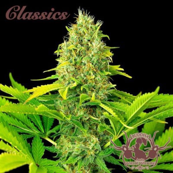 Auto White Widow 3 Semillas Buddha Classics