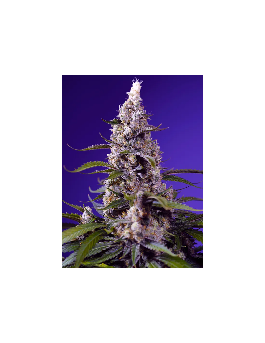 Banana Cream Cake XL Auto 3+1 Semillas Sweet Seeds