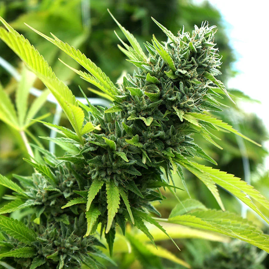 Banana Sapphire 3 Semillas Humboldt Seeds