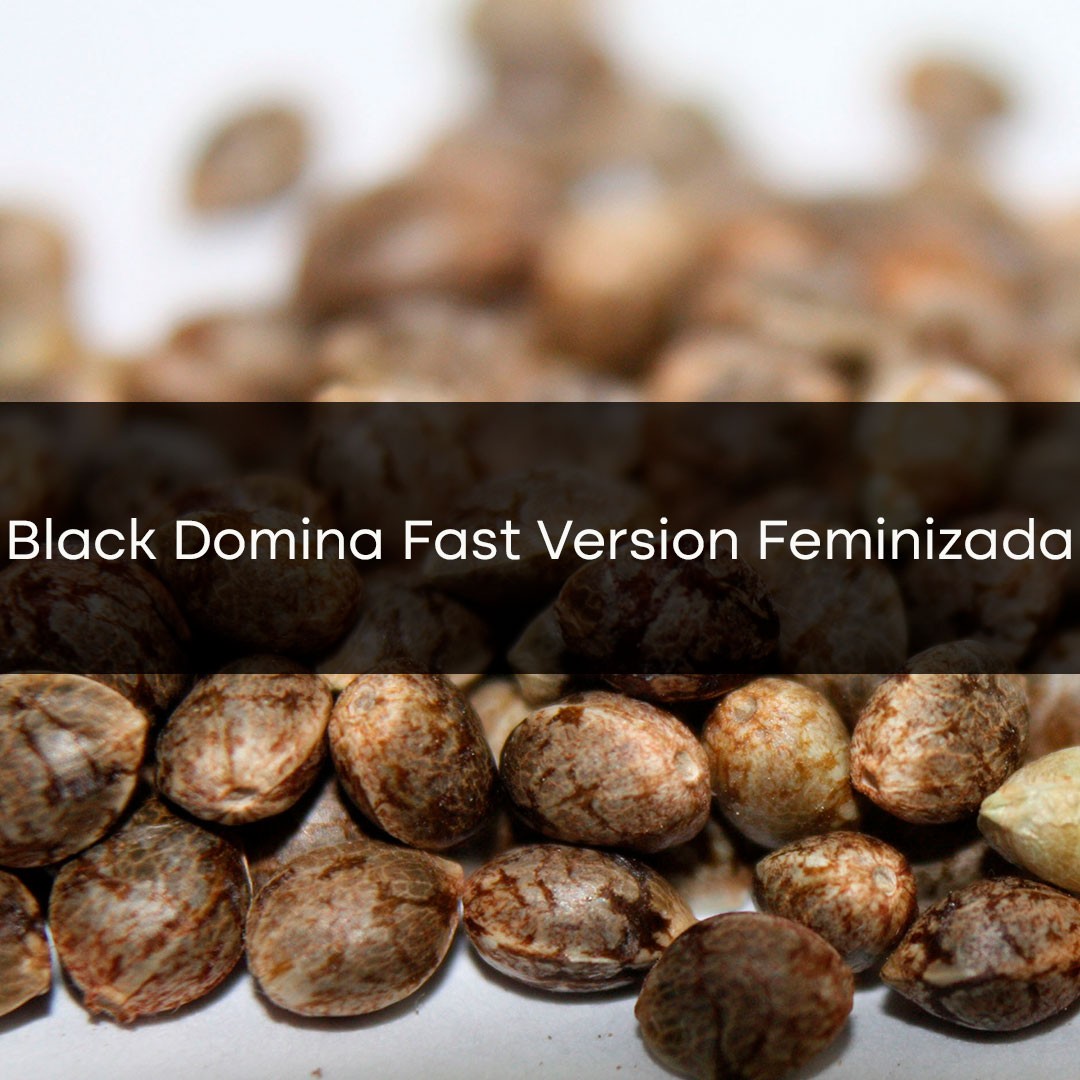 Black Domina Fast Version Feminizada a Granel 10 Unidades