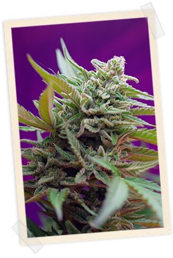 Black Jack Auto 3+1 Semillas Sweet Seeds