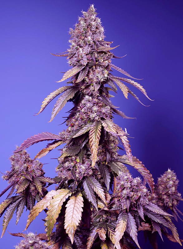 Black Muffin F1 3+1 Semillas Sweet Seeds