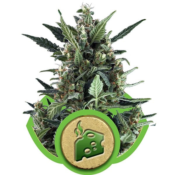 Blue Cheese Automatic 3 Semilla RQS