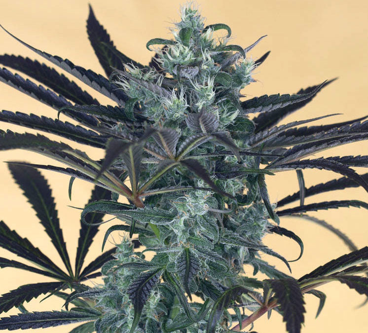 Blueberry Headband 3 Semillas Humboldt Seeds