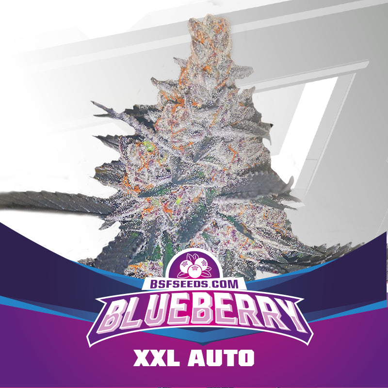 Blueberry XXL Auto 12 Semillas Bsf Seeds
