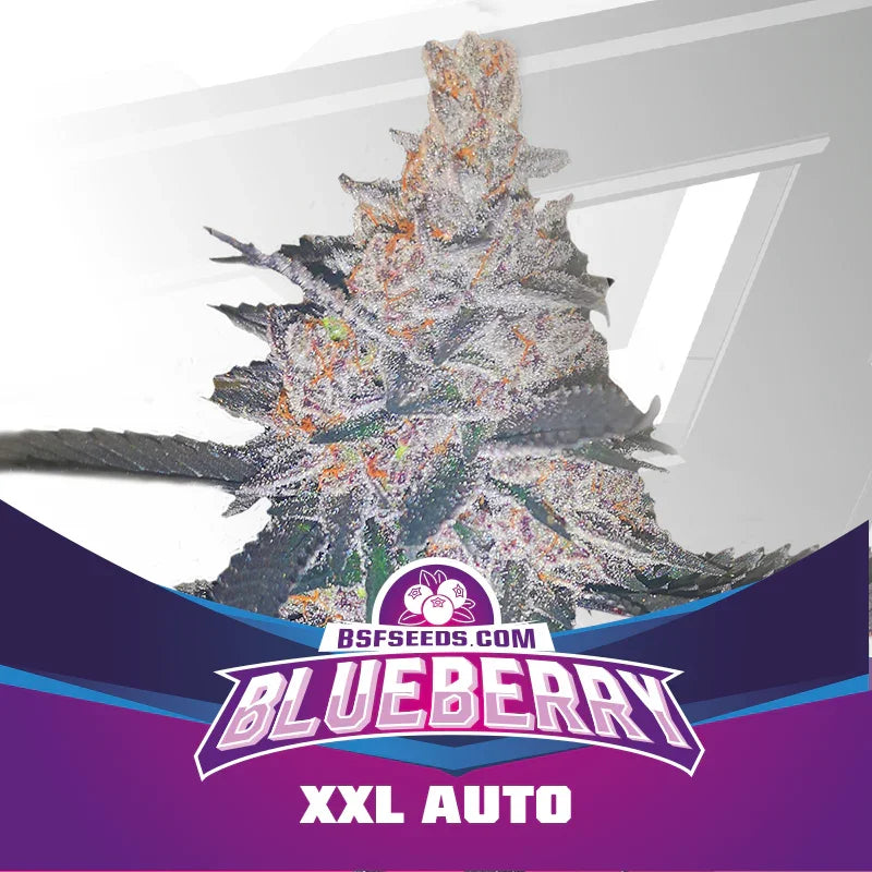 Planta Blueberry XXL Auto cubierta de resina con textos promocionales y fondo claro.