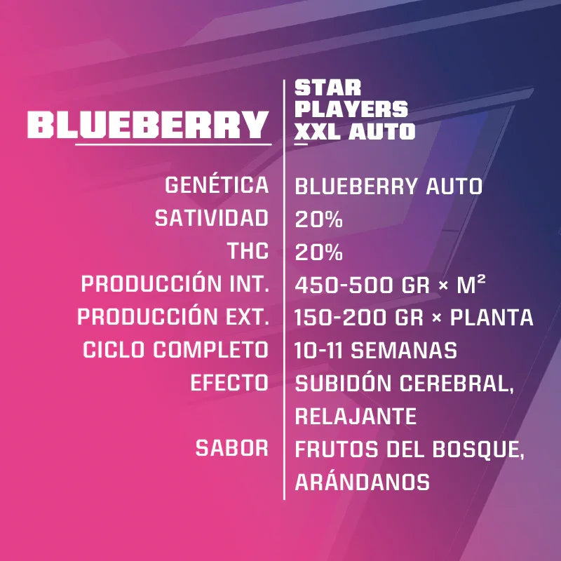 Tabla informativa de semillas Blueberry XXL Auto, genética, producción y sabor arándanos.