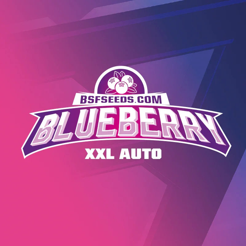 Imagen de empaque semillas Blueberry XXL Auto fondo rosa y azul, texto destacado.
