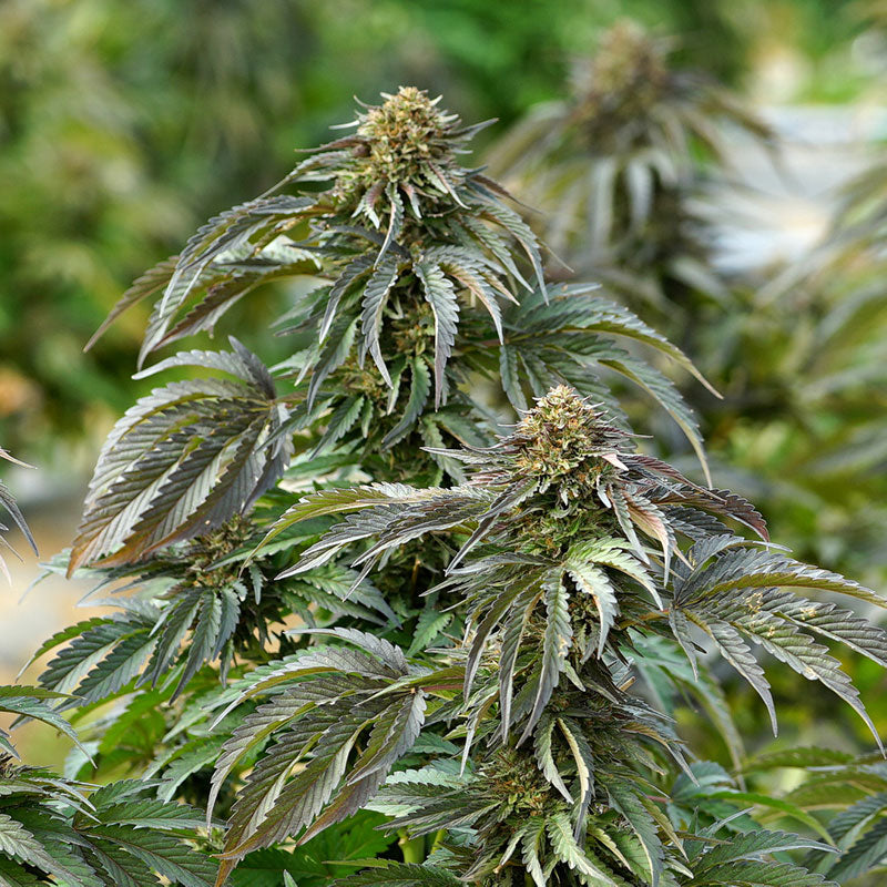 Shappire Bubba Pure CBD 3 Semillas Humboldt Seeds