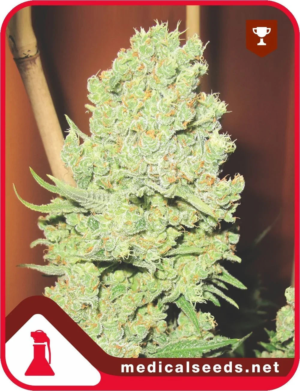 Cabeza de planta con brotes densos cubiertos de tricomas, semillas de cultivo indoor.