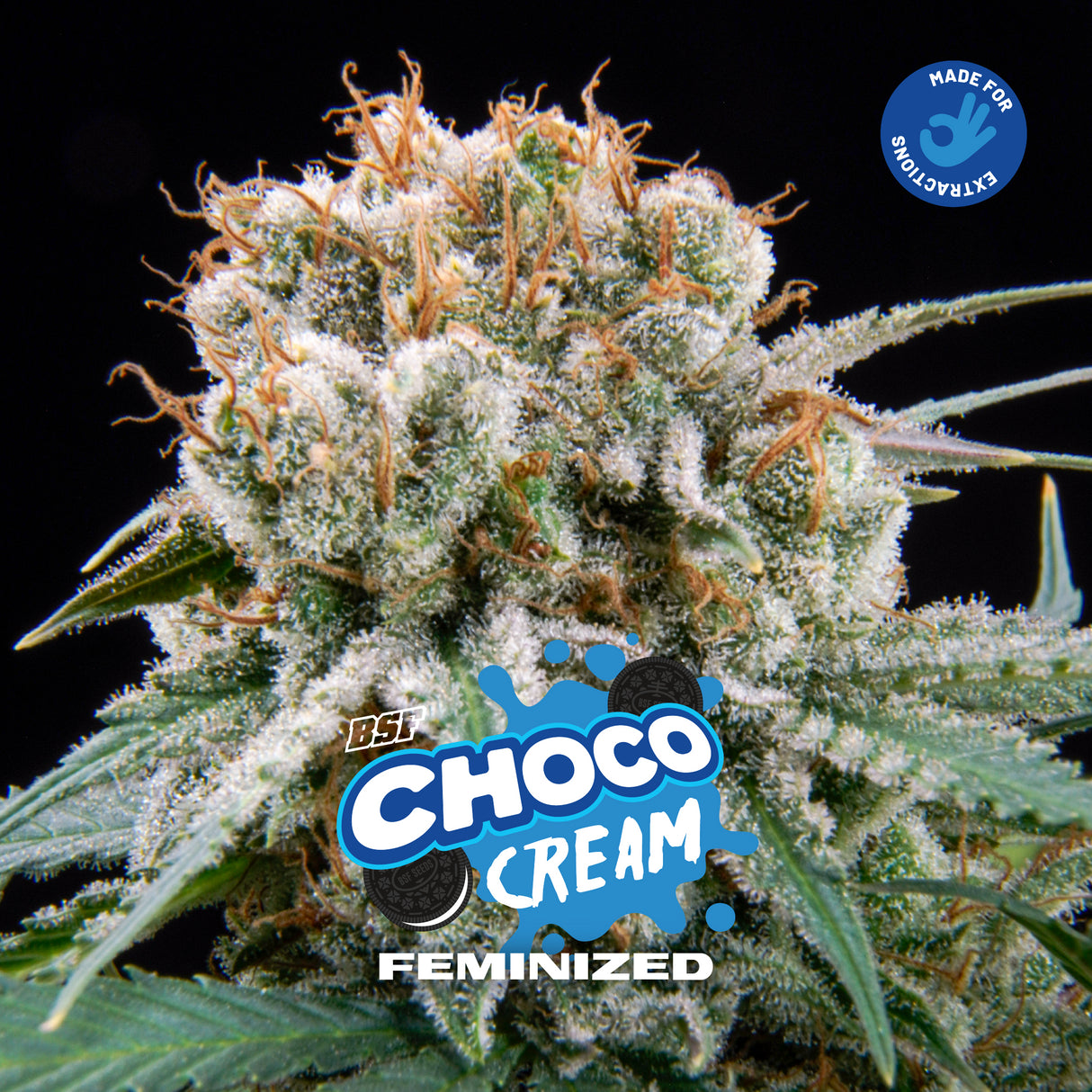 Choco Cream 2 Semillas Bsf Seeds