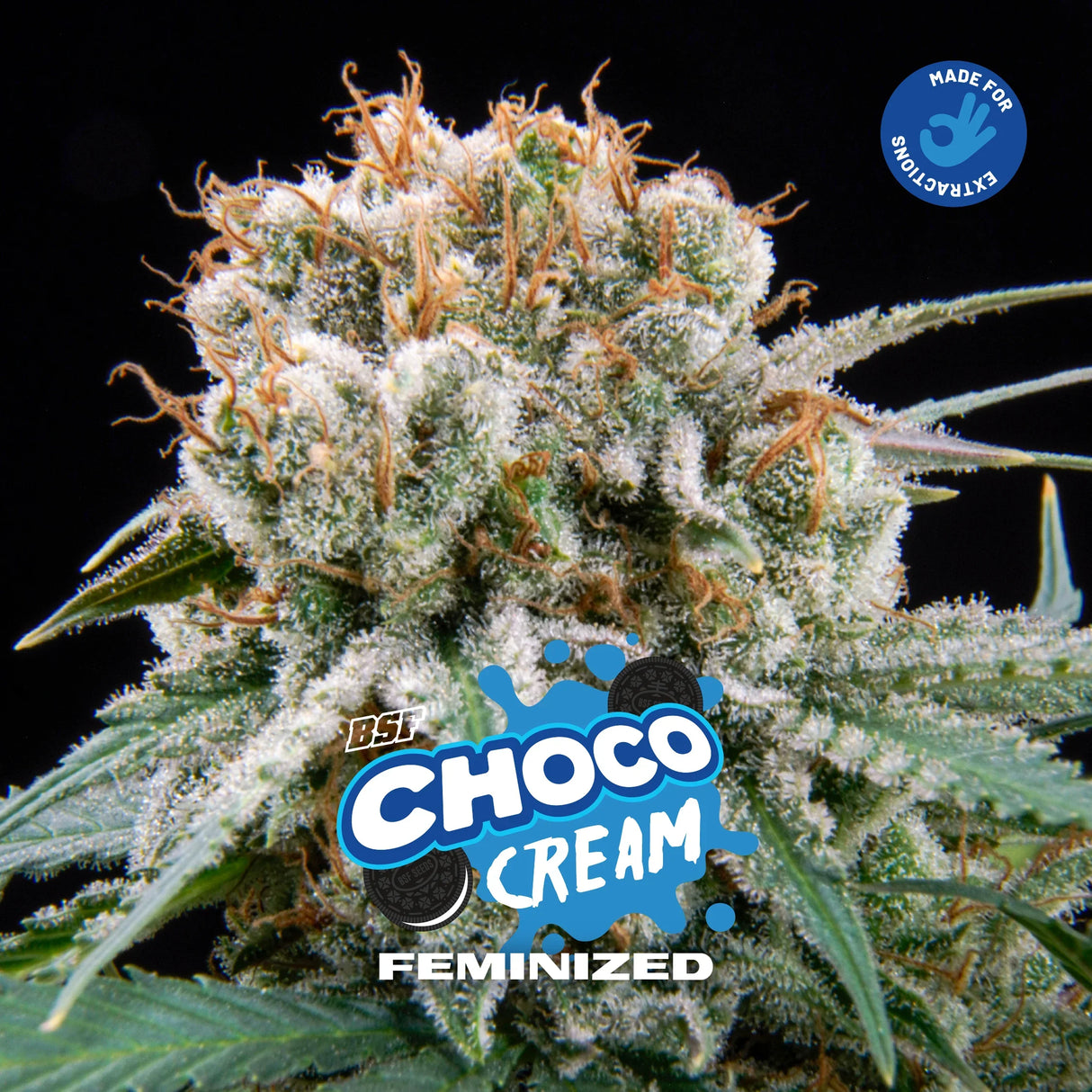 Choco Cream 4 Semillas Bsf Seeds