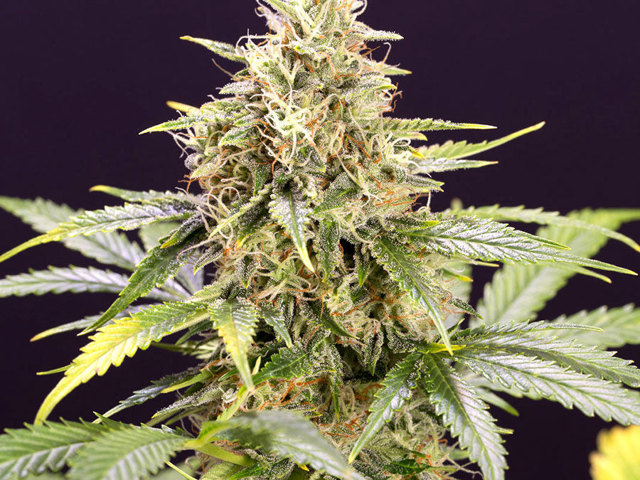 Chocolate Mint Og Auto 3 Semillas Humboldt Seeds