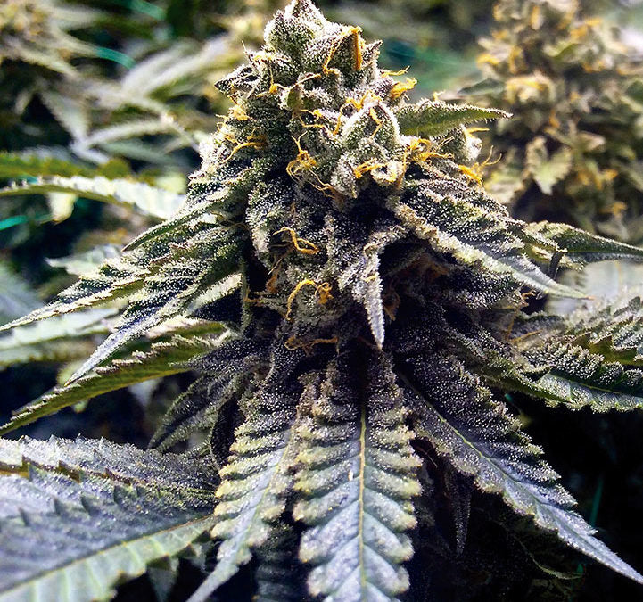 Chocolate Mint Og 2.0 3 Semillas Humboldt Seeds