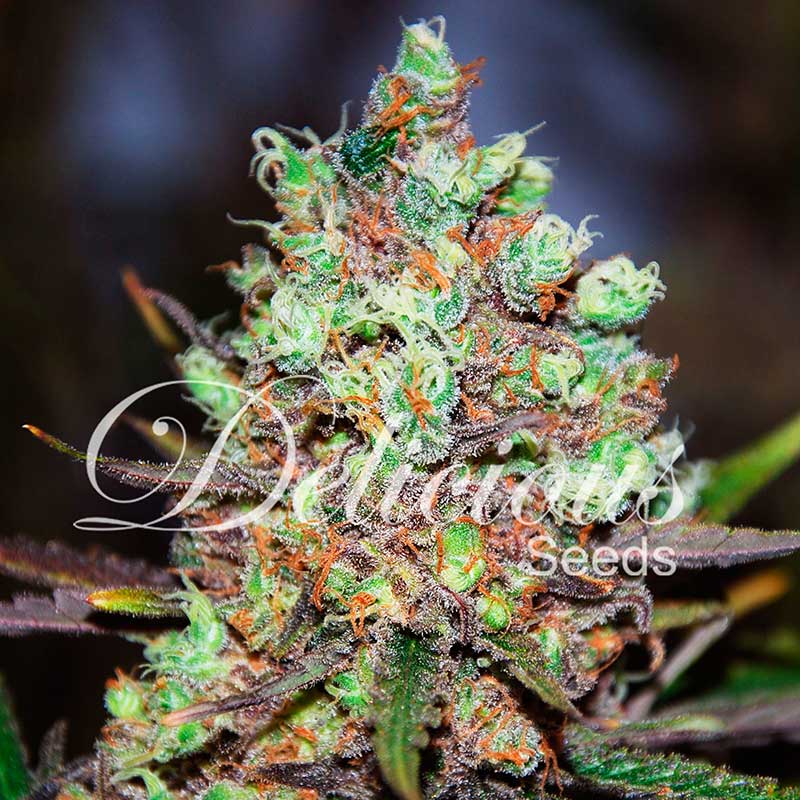 cotton-candy-kush