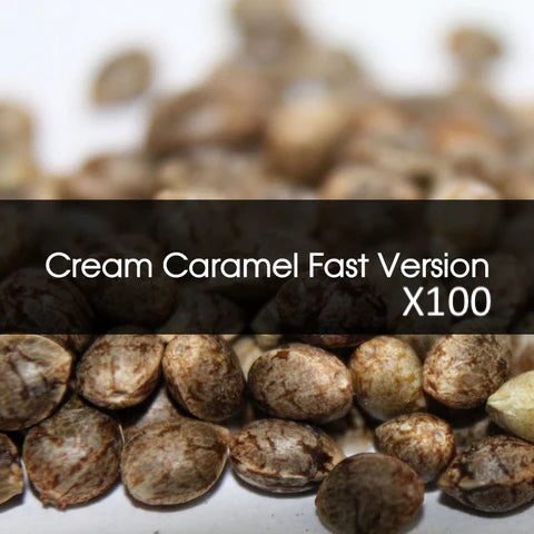 Cream Caramel Fast Version Feminizada A Granel 100 Unidades