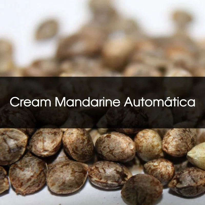 Semillas a granel de Cream Mandarine Automática sobre fondo claro, listas para cultivo indoor