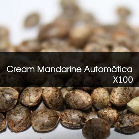 Cream Mandarine Automática A Granel 100 Unidades