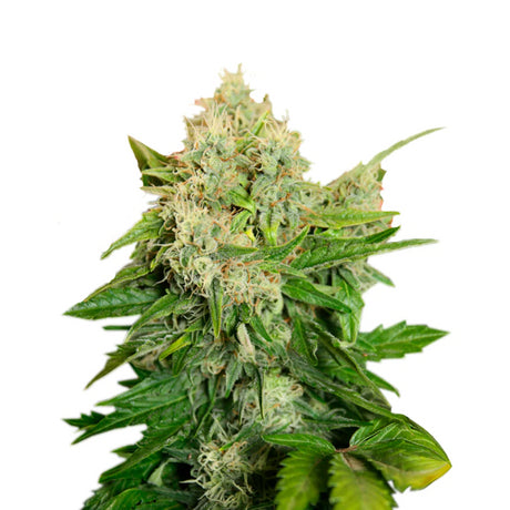 Critical 2.0 Auto 4:20 7 Semillas