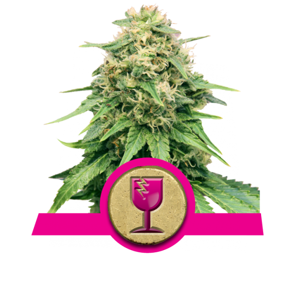 Critical 3 Semilla RQS