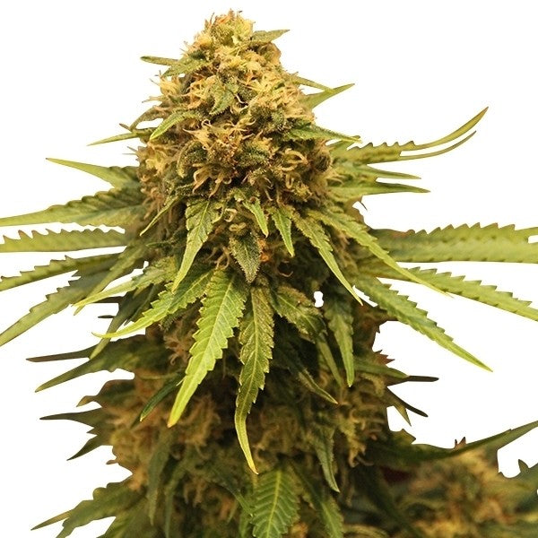 Critical 3 Semilla RQS