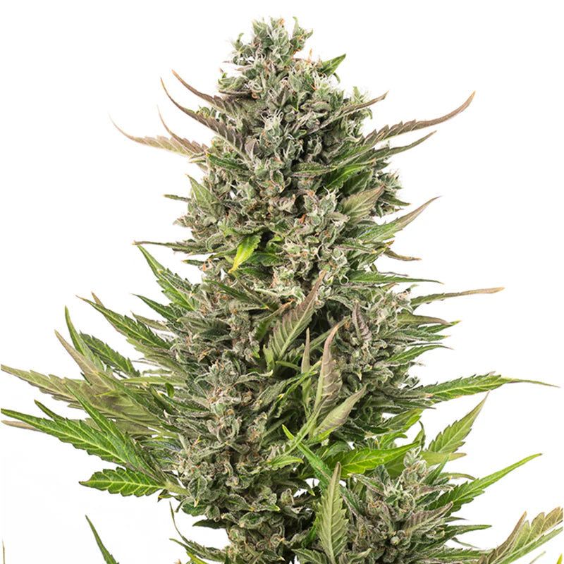 Critical 47 Auto 4:20 4 Semillas