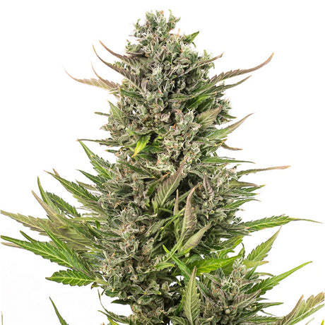 Critical 47 Auto 4:20 4 Semillas