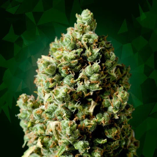 Cogollo de planta de semillas Critical 5, tricomas visibles, fondo verde.