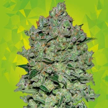 Cogollo compacto y resinosa de planta autofloreciente Critical en fondo verde geométrico